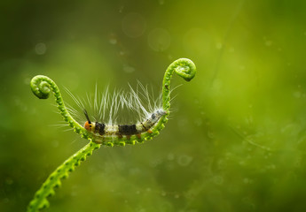 caterpillar on a leaf