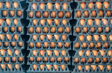 chicken eggs in Panel plastic