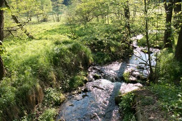 stream of pure water in the forest