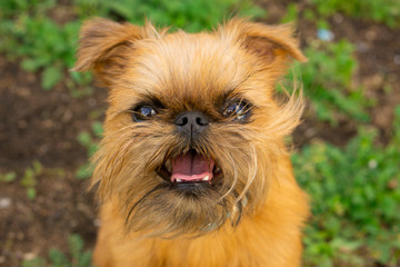 Excited Brussels Griffon young dog portrait. Griffon Bruxellois dog breed. Happy healthy puppy close up shot. 