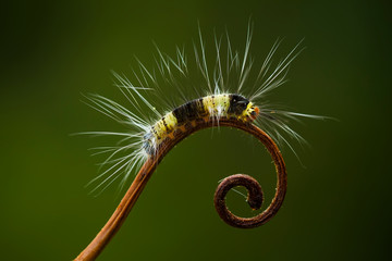 caterpillar on a branch - Powered by Adobe