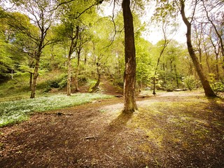 Mature trees in a rural British forest during golden hour. Scenic woodland trail path lined with tall tree trunks in early spring. Concepts - Earth day, connection with nature and environment.