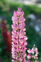 lupin flower on a blurred background.