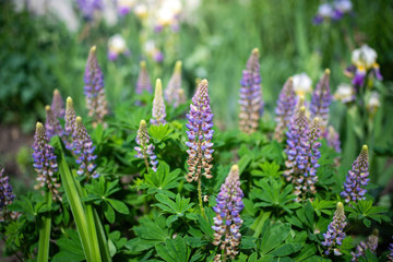 lupin flower on a blurred background.