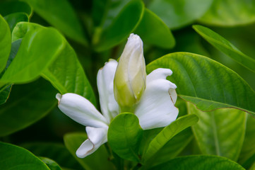 bud Gardenia augusta white flower and leaf in garden