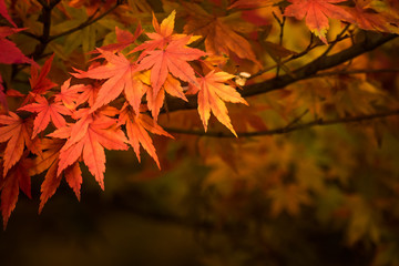 Red japanese maple leaves background
