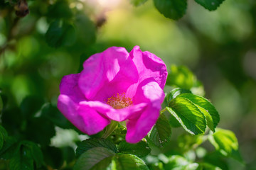 Blooming pink wild rose spring day