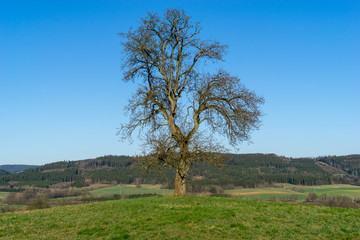 Fototapeta na wymiar Birnbaum vor Waldpanorama bei schönem Sonnenlicht auf einem Hügel. Leuchtender blauer Himmel und Tageslicht. Keine Blätter, kein Obst. Frühjahr. Winter.