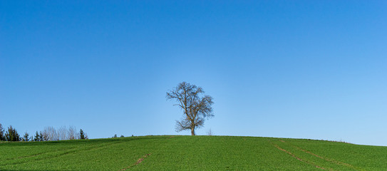 Fototapeta premium Panorama. Baum vor blauen Himmel und grünen Gras im Vordergrund. Birnbaum ohne Blätter steht am Horizont im Frühjahr. Wallpaper Ultra Wide.