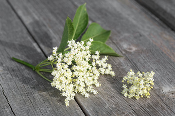 Bloom and leaves of elderflower on a wooden table. Sambucus nigra.