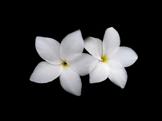 Fototapeta na wymiar White flower isolated on black background. Beautiful Frangipani flowers.