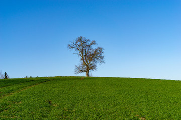 Fototapeta na wymiar Baum vor blauen Himmel und grünen Gras im Vordergrund. Birnbaum ohne Blätter steht am Horizont im Frühjahr. Wallpaper UHD 4k.
