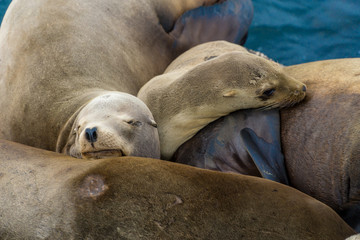 Naklejka premium Pacific sea lions sitting on coastal rock jetty cuddling in a group on the rocks