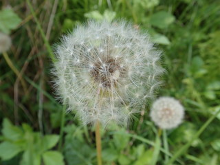 white dandelion with seeds in the grass