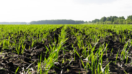 agricultural green field and blue sky with clouds
