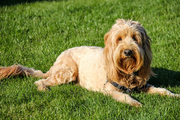 Multigen Goldendoodle