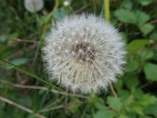 white dandelion with seeds in the grass