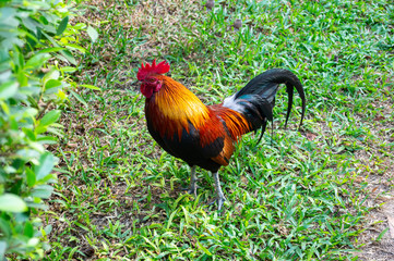 chicken walk on field in garden