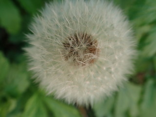 white dandelion with seeds in the grass