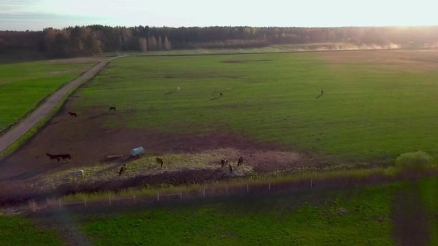 Aerial Over Green Fields With Horses Grazing At Farm. Follow Shot