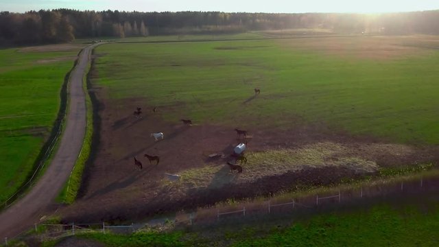Aerial Over Horse Farm During Sunset. Follow Shot
