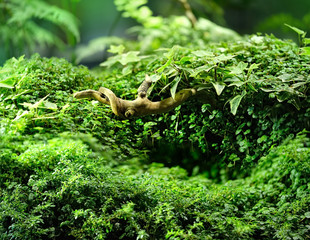 green Leaves texture background. nature greenery floral wallpaper tropical jungle. ecology green environment concept