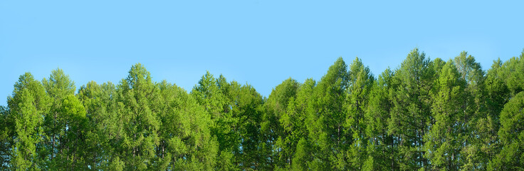 Obraz premium Green forest and blue sky. beautiful spring summer landscape. copy space. template for design. wide banner format