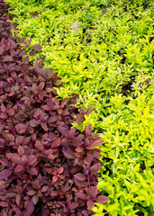 two tone Ornamental plants Golden dewdrop  in garden