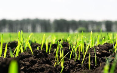 green field with blue sky