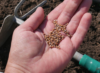 Radish seeds in a female hand on the background of cultivated soil and garden tool. Planting radishes. Close-up. Top view.