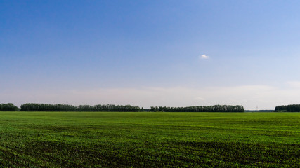 Fototapeta premium green field with blue sky