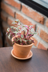 Ornamental plants, small trees with green and red leaves In a small pot Made of red clay Resting on a brown wooden table For decorating a coffee shop The background is an old red brick wall.