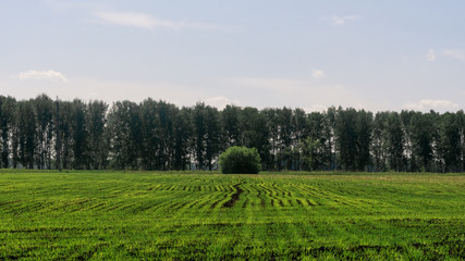 Fototapeta na wymiar green field with blue sky