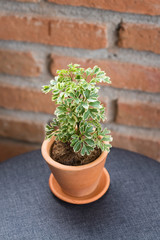 Ornamental small plants with green leaves, looking fresh. In a small pot Made of red clay Resting on a grey table For decorating a coffee shop, The background is an old red brick wall.