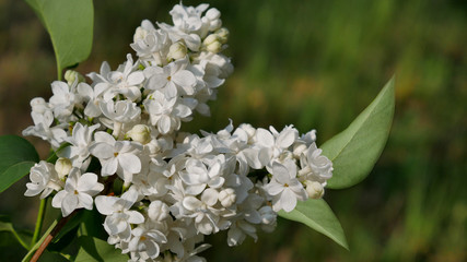 Flowering branch of white lilac closeup on a blurry light green background.