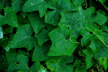 top view Ivy Gourd Leaves pattern