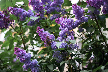Fototapeta na wymiar lilac flowers in the garden