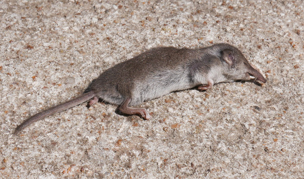 Dead eurasian common shrew, which was caught and killed by a yard cat, on the concrete garden path