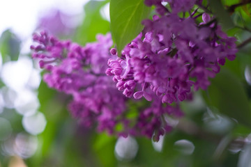 Obraz premium purple lilac flowers