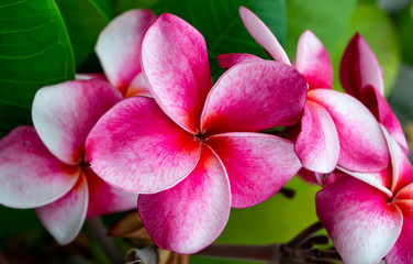 Fototapeta na wymiar pink frangipani flower and green leaf