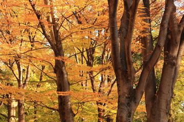 紅葉した上野公園の森