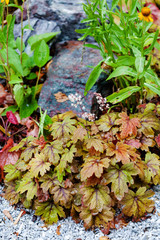 autum plants in the garden