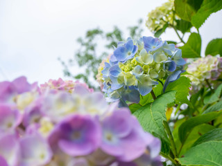 淡い青やピンクに色づき始めた紫陽花