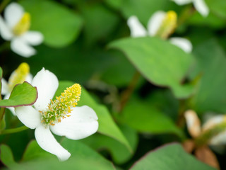 屋外に咲くドクダミの白い花