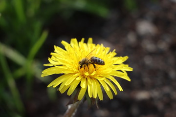 Honeybee on the dandelion flower, Selective focus.