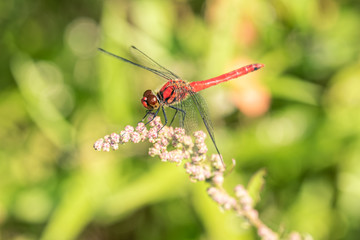 アカザに留まる赤とんぼ
