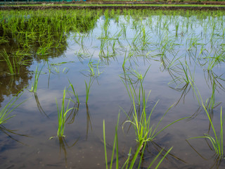 田植えをしたばかりの田んぼ