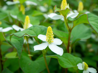 屋外に咲くドクダミの白い花