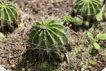 Cactus