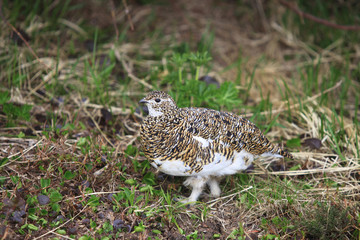 立山のライチョウ（メス）